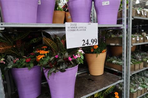 Costco summer flowers. Things To Know About Costco summer flowers. 